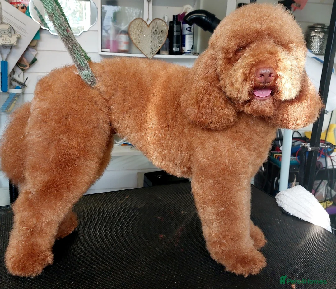 Miniature Poodle dogs for stud: Red Miniature Poodle for STUD - Advert 2