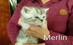 Persian cats for sale: Persian Cross - Ready 12th November  - Image 14