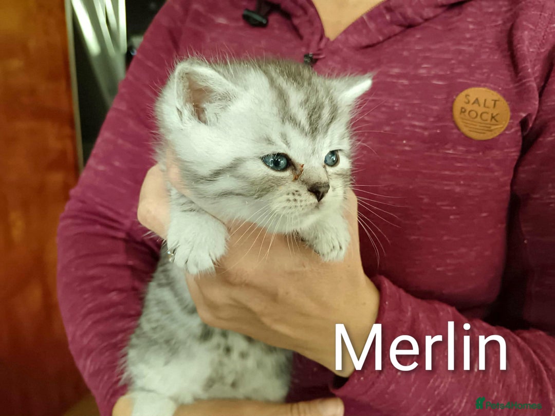 Persian cats for sale: Persian Cross - Ready 12th November  - Image 14