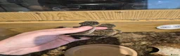 Gecko reptiles for sale: 1.1 Nephrurus asper – Rough Knob-Tailed Gecko | CB - Advert 2