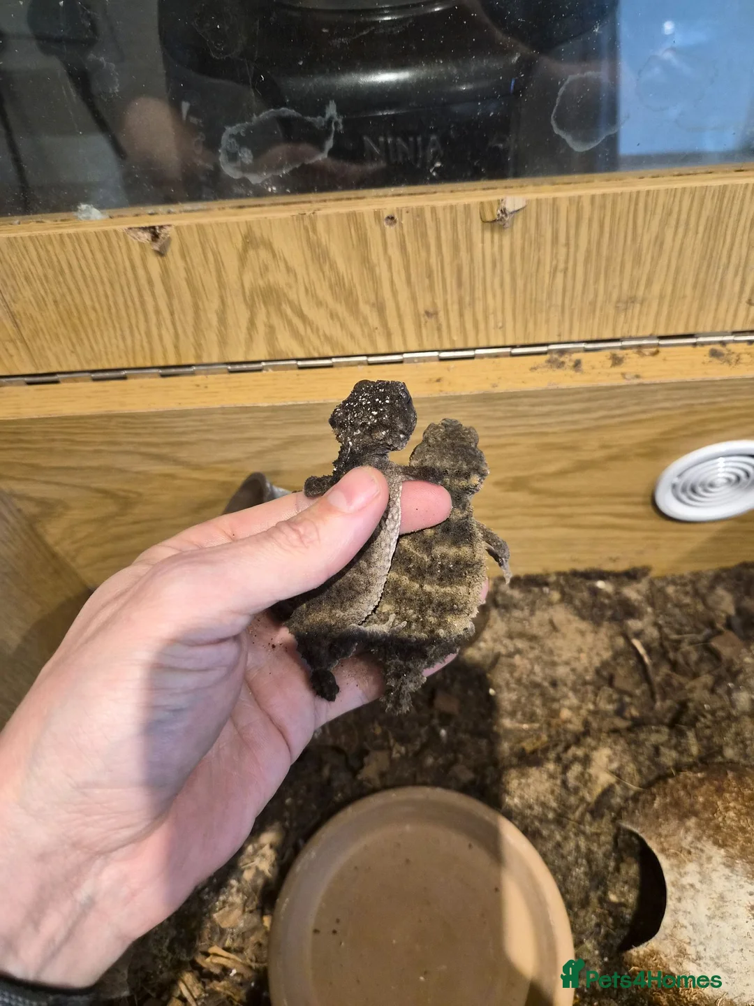 Gecko reptiles for sale: 1.1 Nephrurus asper – Rough Knob-Tailed Gecko | CB - Advert 2