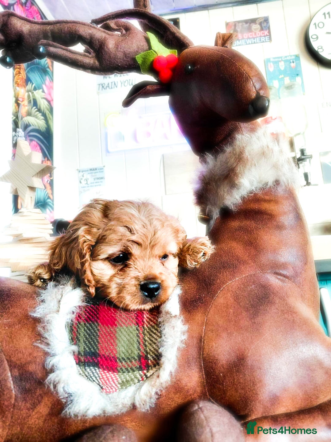 Cavapoo dogs for sale: F1b Cavapoo  - Advert 11