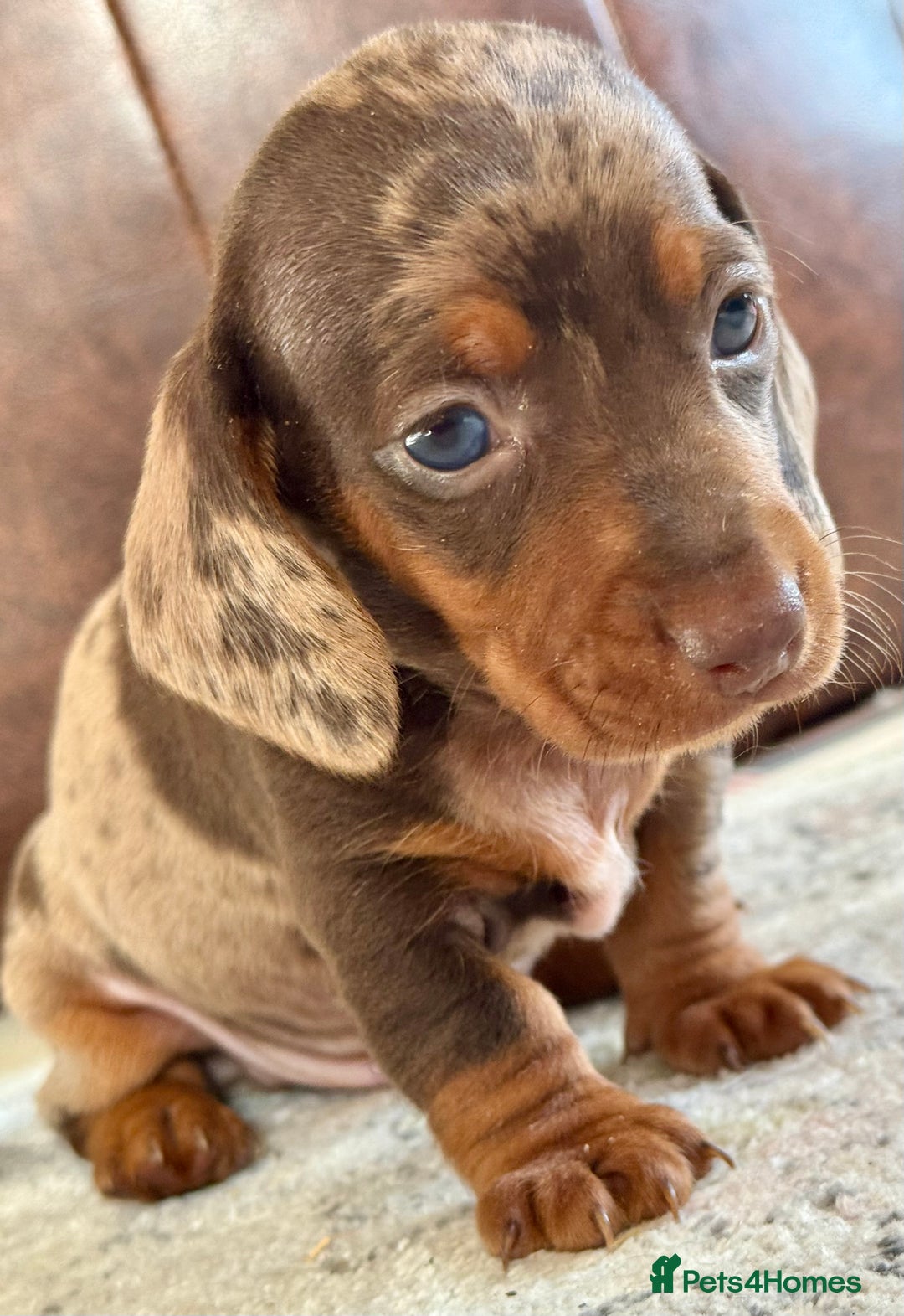 Miniature Dachshund dogs for sale: ❤️🐾💫 Outstanding Miniature Dachshunds 🐾❤️💫 - Image 4