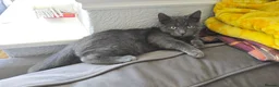 British Shorthair cats for sale: Kittens British short hair  - Advert 2