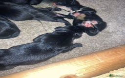 Springador dogs for sale: Springadors from working puppies  - Image 8