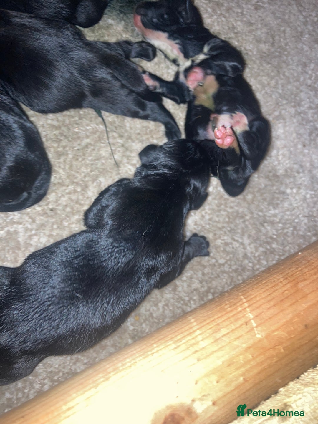 Springador dogs for sale: Springadors from working puppies  - Image 8