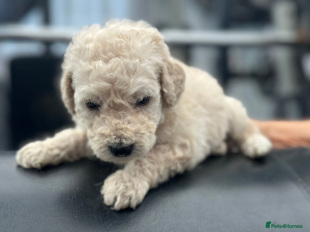Goldendoodle dogs for sale: F1B STANDARD GOLDENDOODLE - Advert 10