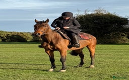 Irish Thoroughbred horses for sale: Easy Going Gelding  - Image 4