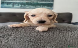Miniature Dachshund dogs for sale: 2 male long-haired cream miniature dachshunds🩵 - Image 3