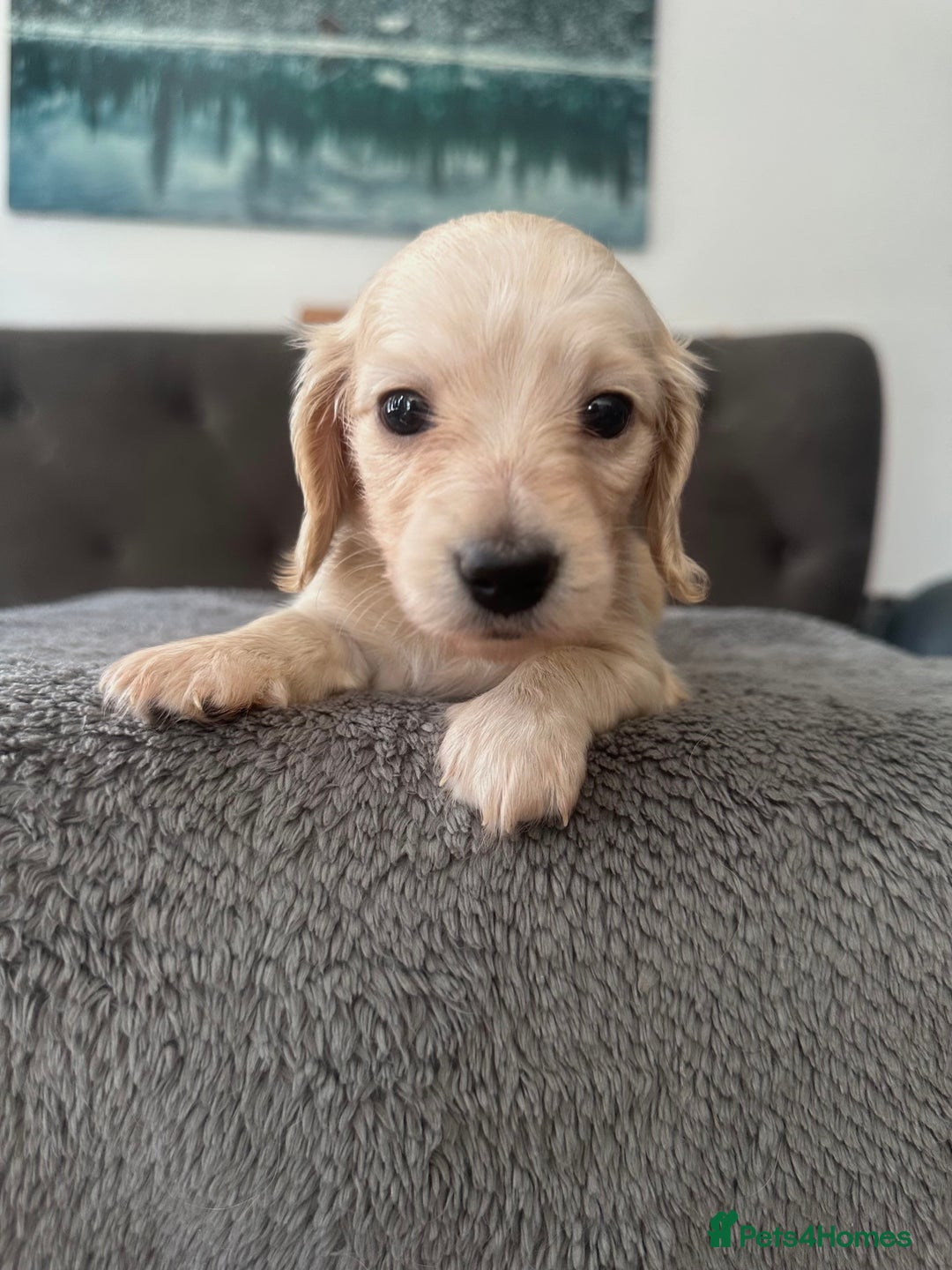 Miniature Dachshund dogs for sale: 2 male long-haired cream miniature dachshunds🩵 - Image 3