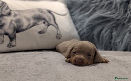 Miniature Dachshund dogs for sale: Adorable little of miniature daschunds  - Image 13