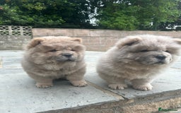 Chow Chow dogs for sale: Chow chow puppies ready to leave in Cardiff - Image 9