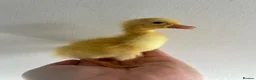 Ducks poultry for sale: Unsexed Indian Runner Ducklings - Advert 15