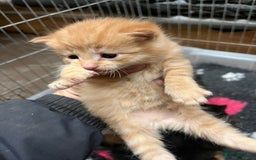 Mixed Breed cats for sale: Beautiful kittens - Advert 5