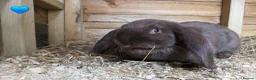 French Lop rabbits for sale: French Lops - Advert 2