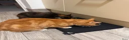 Domestic Shorthair cats for sale: Fudge and Tacco  - Advert 8
