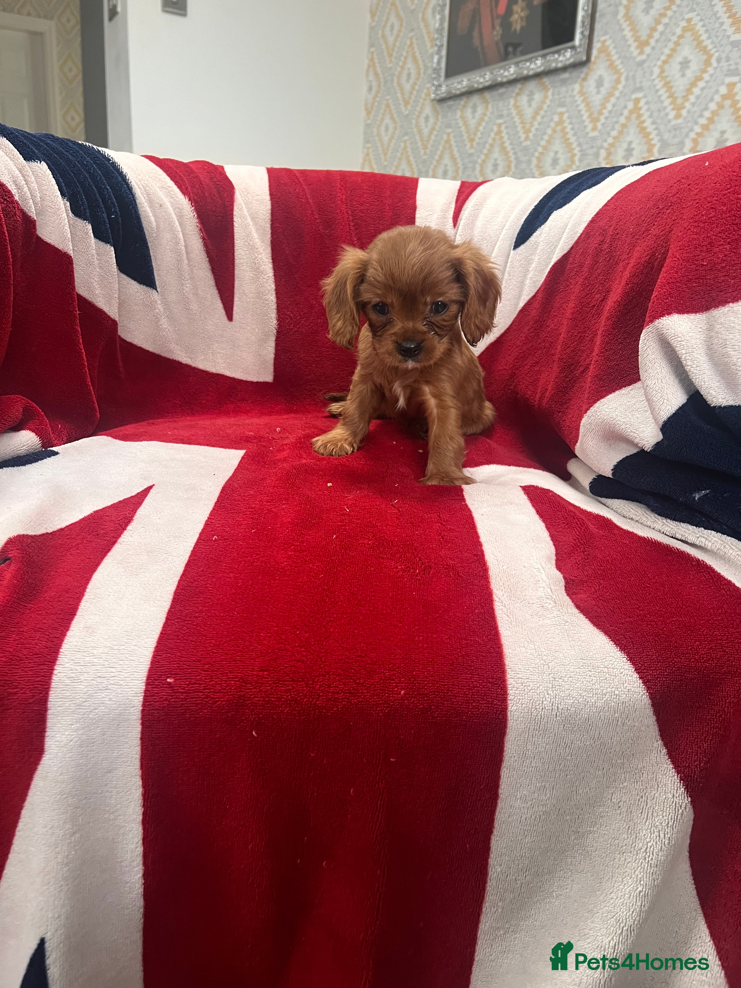 Cavalier King Charles Spaniel dogs King Charles spaniels kc registered  - Advert 21