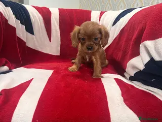 Cavalier King Charles Spaniel dogs King Charles spaniels kc registered - Advert 21