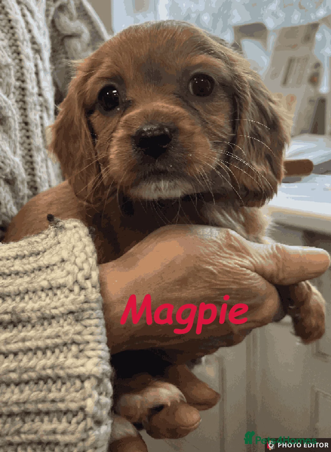 Cockalier dogs for sale: Adorable Cockalier Puppies - Advert 30