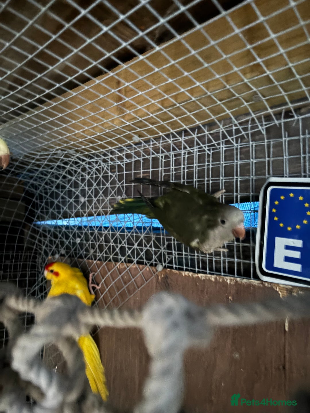 Parrots birds for sale: Quaker parrots - Advert 2