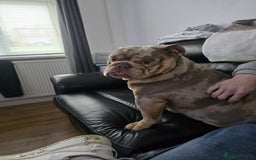 English Bulldog dogs for sale: Rocky  - Image 1
