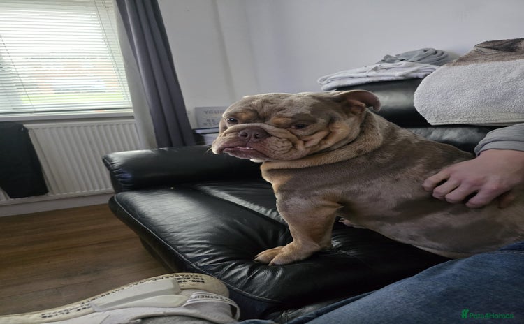 English Bulldog dogs - Advert 8