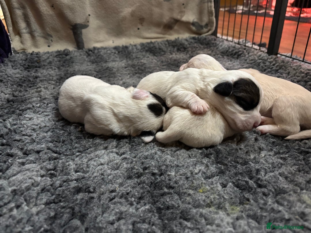 Sealyham Terrier dogs for sale: Sealyham Terrier Puppies  - Advert 9