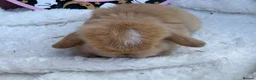 Mini Lop rabbits for sale: stunning pedigree mini lop baby - Advert 1