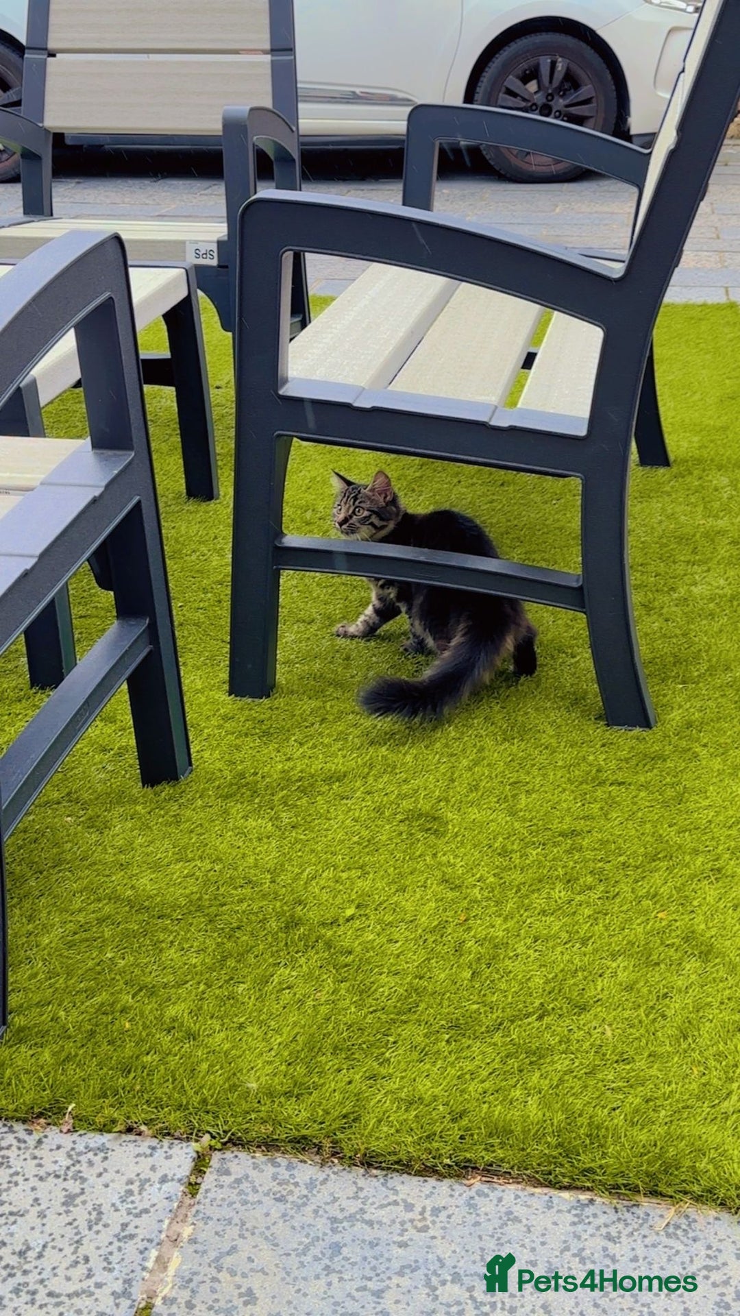 Mixed Breed cats for sale: 2x Female mixed breed kittens for sale  - Image 4
