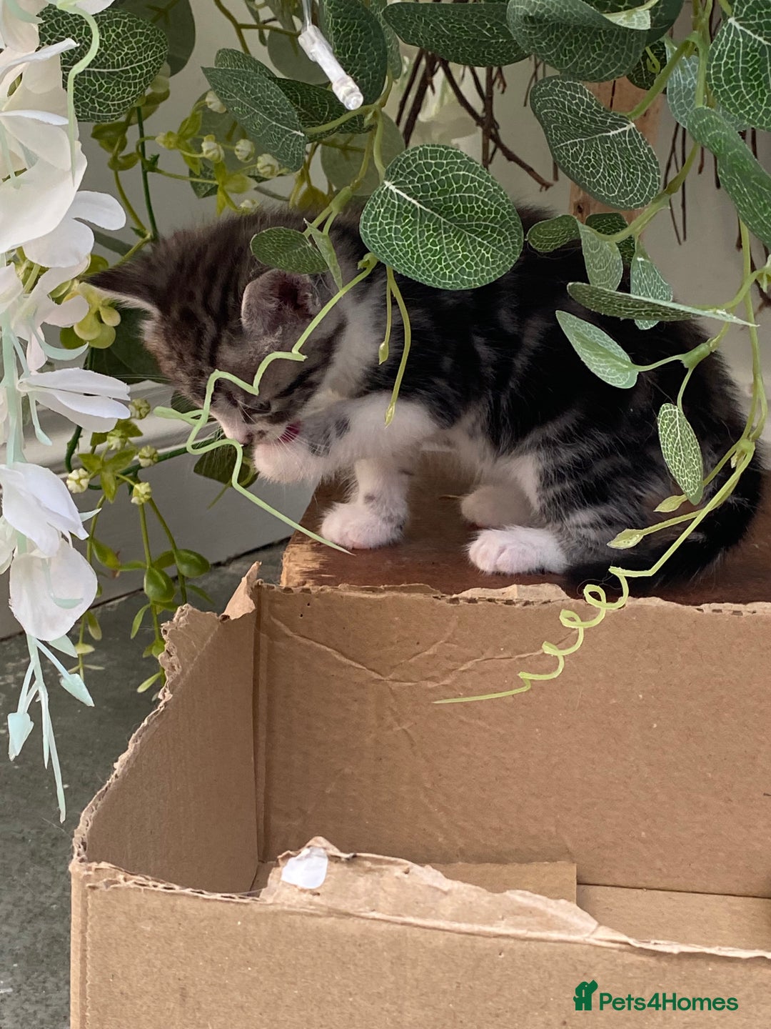Ragdoll cats for sale: Ragdoll X Kittens for Loving Forever Homes - Image 19