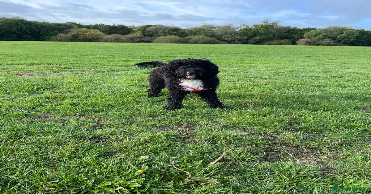 Maya cockapoo for sale in Newcastle upon Tyne | Pets4Homes
