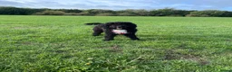 Cockapoo dogs for sale: Maya cockapoo - Advert 1