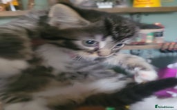 British Longhair cats for sale: Kittens  - Image 2