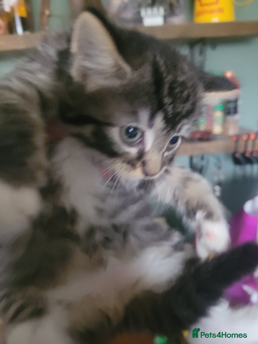 British Longhair cats for sale: Kittens  - Image 2