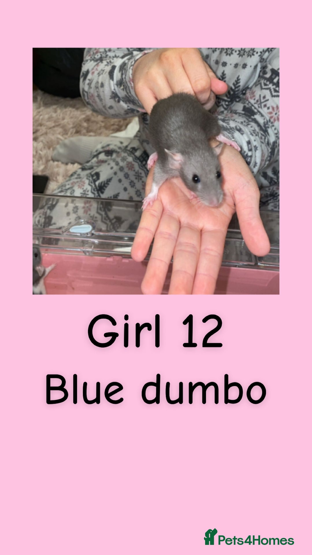 Rat rodents for sale: Beautiful baby rats looking for forever homes! - Advert 12