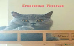 British Shorthair cats for sale: Closing of BSH cattery, 50% discount  - Image 5