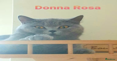 British Shorthair cats - Advert 3