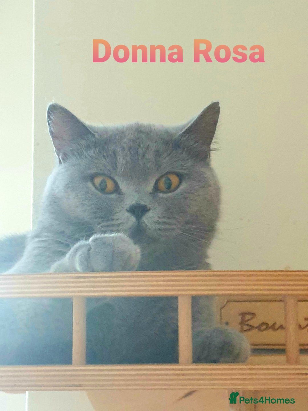 British Shorthair cats for sale: Closing of BSH cattery, 50% discount  - Image 5