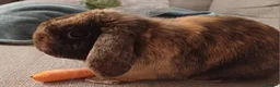 Mini Lop rabbits for sale: Affectionate beautiful  Mini Lop rabbit in Nantwich - Advert 7