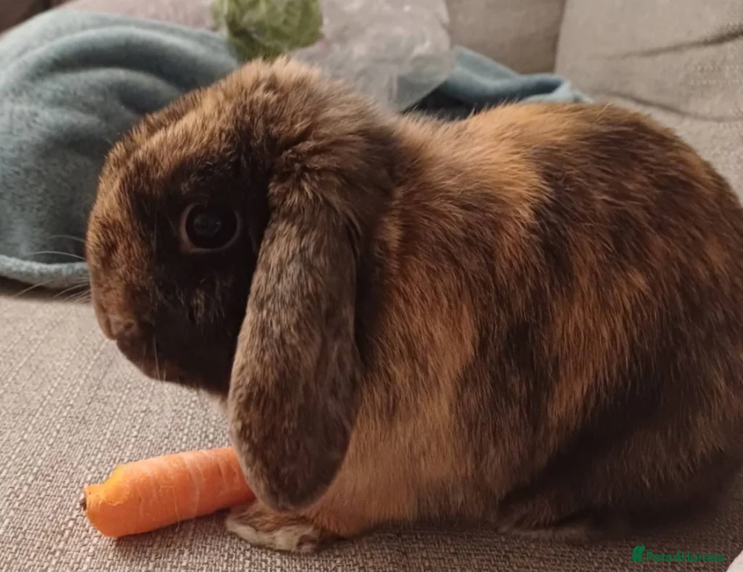 Mini Lop rabbits for sale: Affectionate beautiful  Mini Lop rabbit in Nantwich - Advert 7