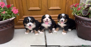 Bernese Mountain Dog dogs - Advert 1