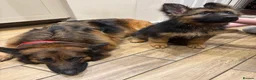 German Shepherd dogs for sale: KC registered GSD bitch  - Advert 2