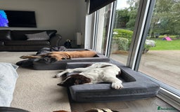English Springer Spaniel dogs for sale: Springer Spaniels - Image 39