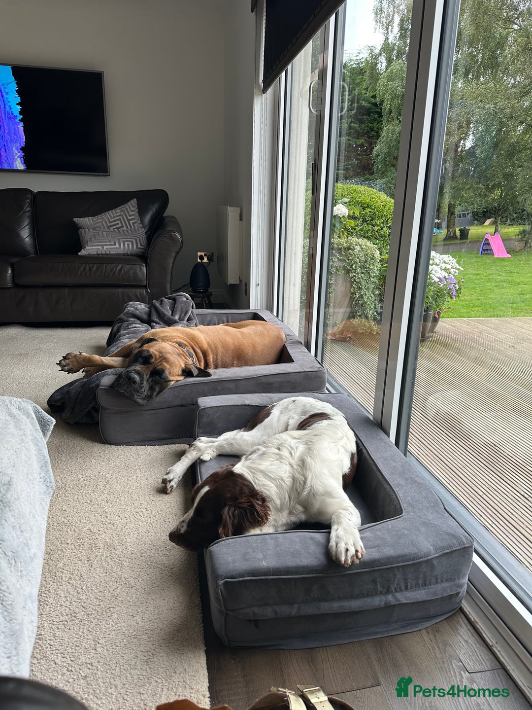 English Springer Spaniel dogs for sale: Springer Spaniels - Image 39