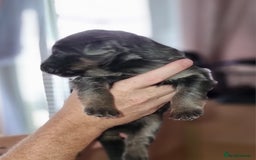 German Shepherd dogs for sale:  kc,health tested straight back german shepherd - Image 17