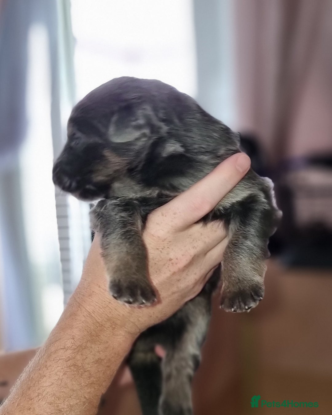 German Shepherd dogs for sale:  kc,health tested straight back german shepherd - Image 17