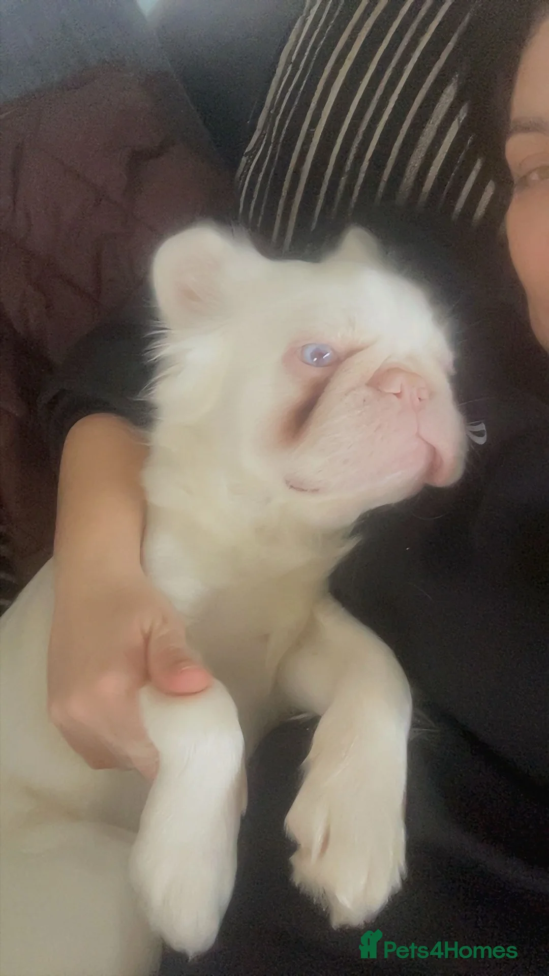 French Bulldog dogs for stud: Pink fluffy frenchie for stud  in Croydon - Advert 2