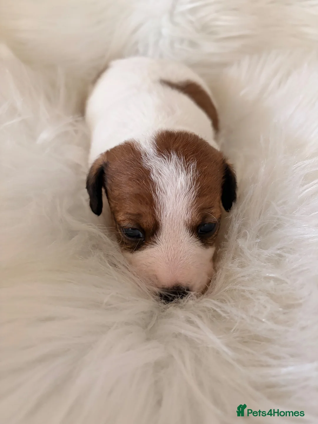 Jack Russell dogs for sale: Jack Russell puppies  in Consett - Advert 20