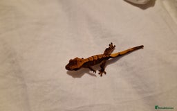 Gecko reptiles for sale: X2 Crested Gecko Babies still available 2/10/25 - Image 1