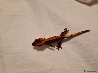 Gecko reptiles - Advert 24